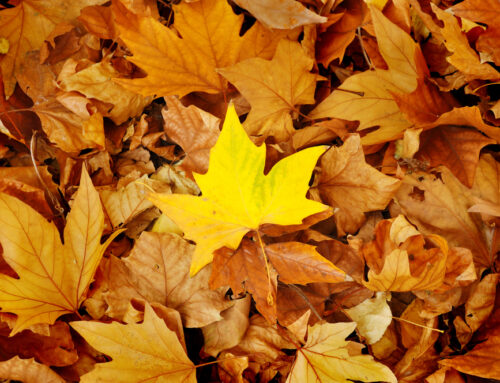 Local Fall Festivals and Events in Monroe Township